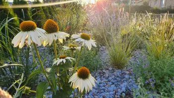 Dekoratyvinis apželdinimas prie namo