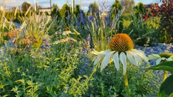 Augalų kompozicija kiemo erdvėje