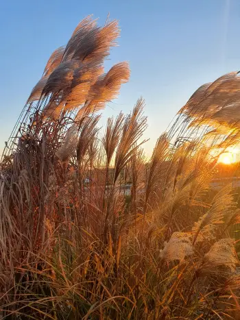 Kiemo apželdinimas ir augalų priežiūra