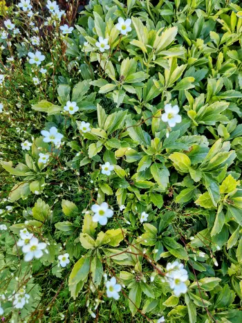 Spalvingas gėlynas su įvairiaspalviais augalais