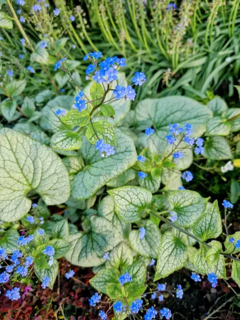 Gėlynų kompozicija pavasarį