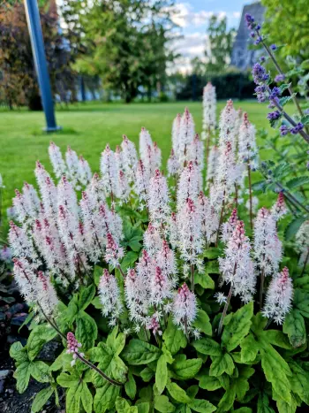 Pavasarinis sodas su žydinčiais augalais