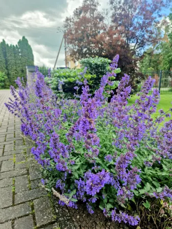 Vasaros kiemas su žydinčiais augalais