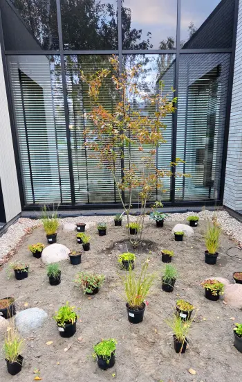 Rudens spalvos — dekoratyvūs krūmai ir žolynai